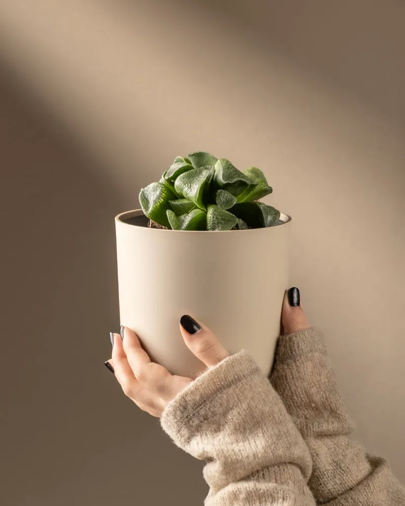 feey-variado-haworthia-retusa-sukkulente-ohne-bertopf-rarit-t image 1