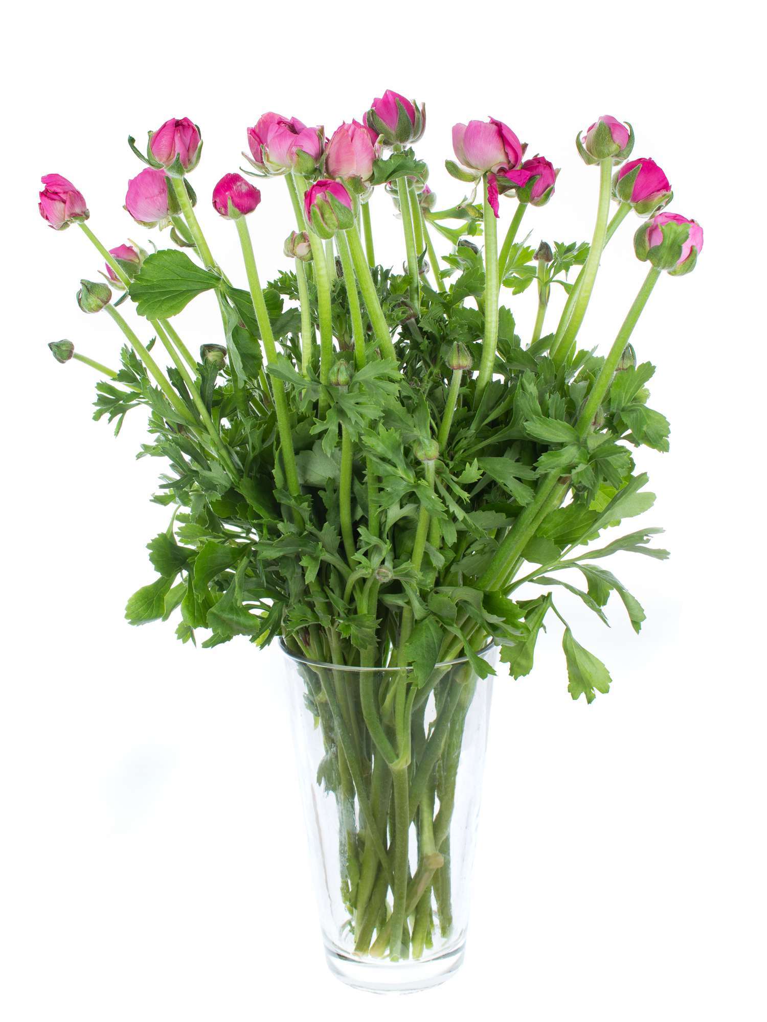 blumigo-ranunkeln-bonbon-schnittblumen-pink image 2