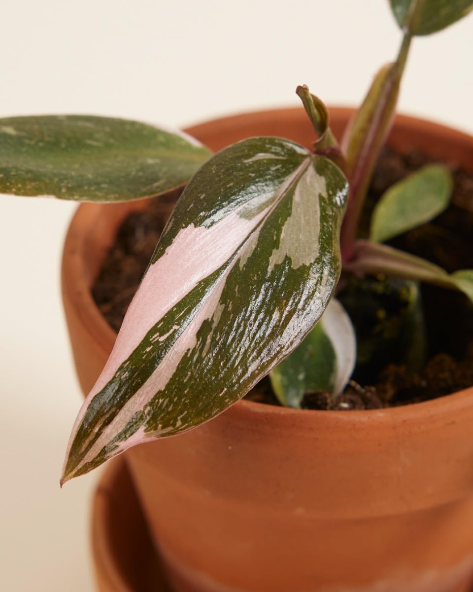 plnts-babyplnts-philodendron-pink-princess-zimmerpflanze-6cm image 3