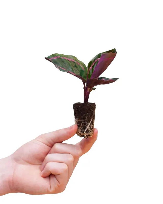 plnts-babyplnts-calathea-dottie-zimmerpflanze-15-cm-rosa image 1