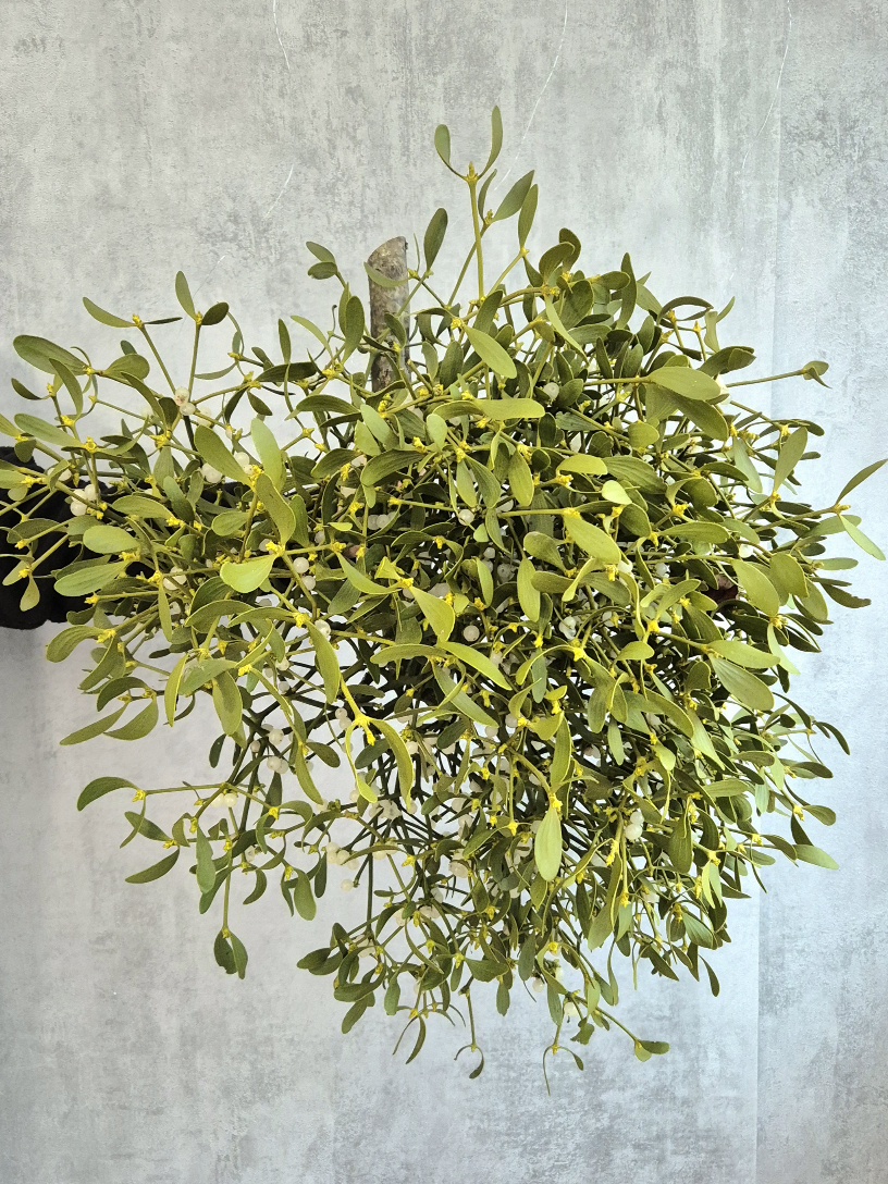 blumigo-adventskr-nze-xl-mistelkrone-tannengr-n-kranz image 2