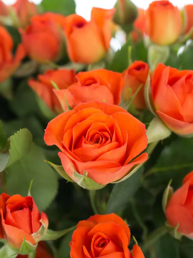 blumigo-babe-sprayrose-orange-verzweigt-einzelstiel image 1