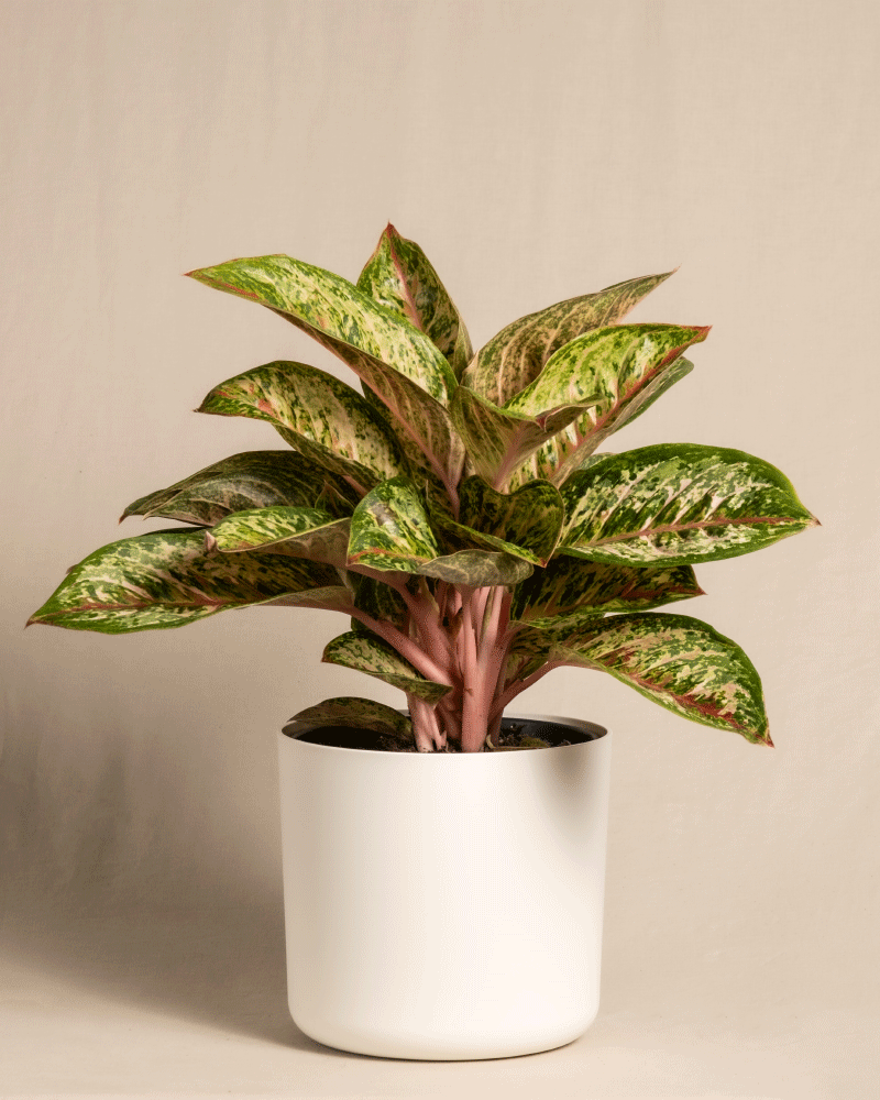 feey-variado-aglaonema-painted-celebration-zimmerpflanze-bunt image 7