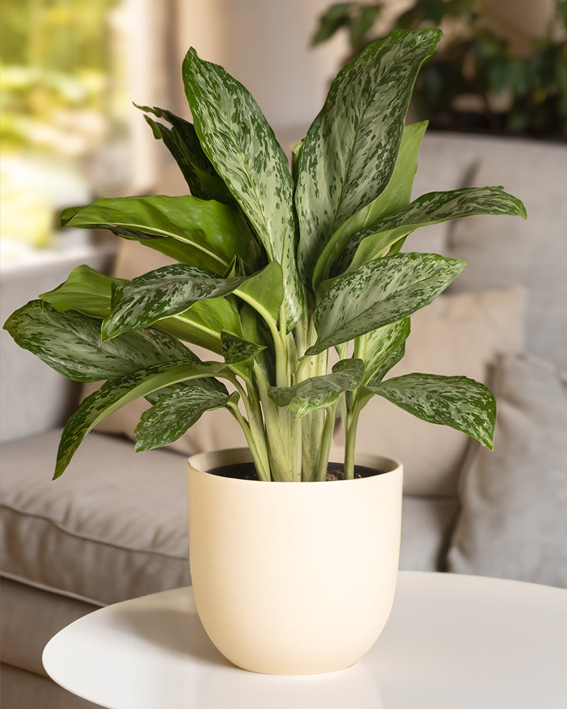 feey-variado-aglaonema-greenlight-zimmerpflanze-ohne-bertopf image 4