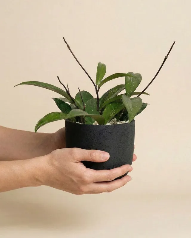 feey-variado-hoya-pubicalyx-wachsblume-ohne-bertopf-klein image 1