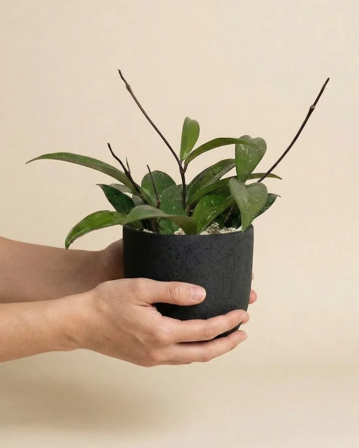 feey-variado-hoya-pubicalyx-wachsblume-ohne-bertopf-klein image 1