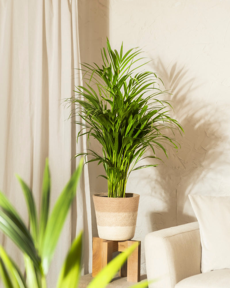 feey-variado-goldfruchtpalme-zimmerpflanze-ohne-bertopf-gross image 4