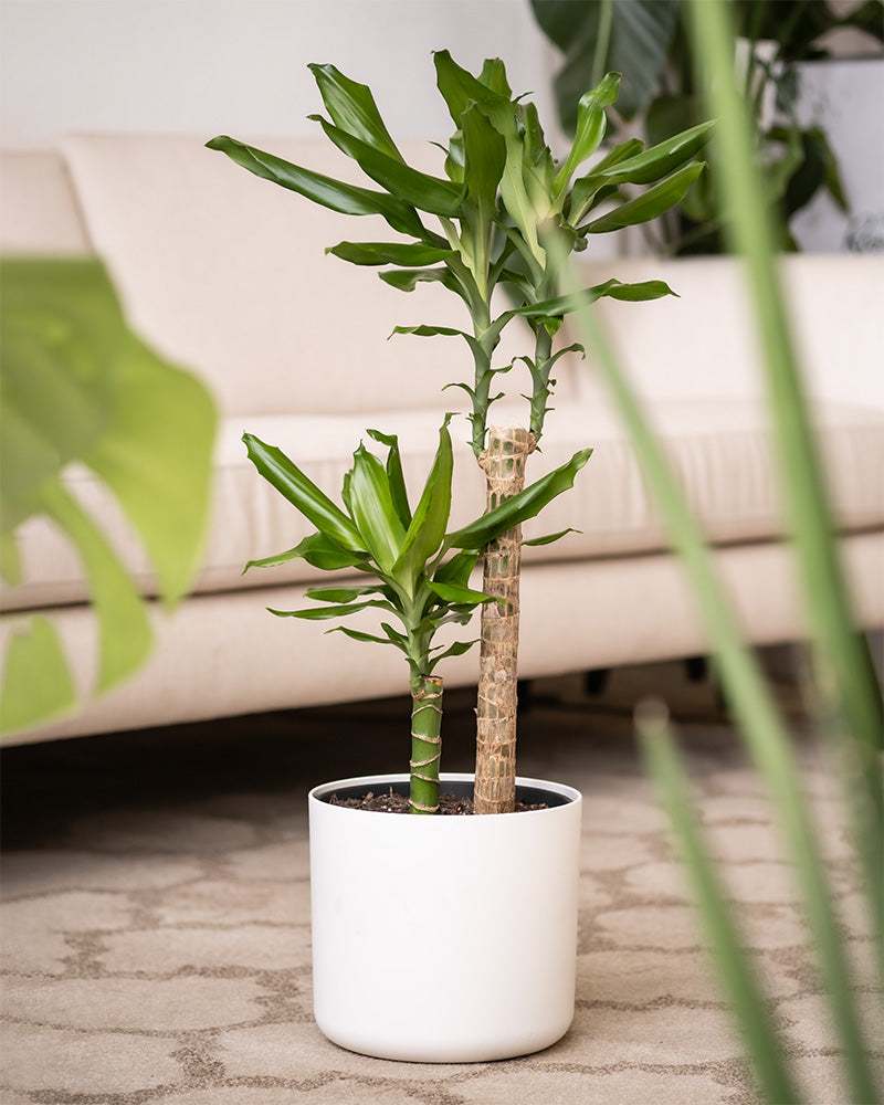 feey-variado-drachenbaum-zimmerpflanze-gro-ohne-bertopf-70cm image 7