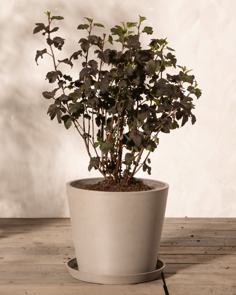 feey-amsterdam-physocarpus-opulifolius-strauch-ohne-topf image 5