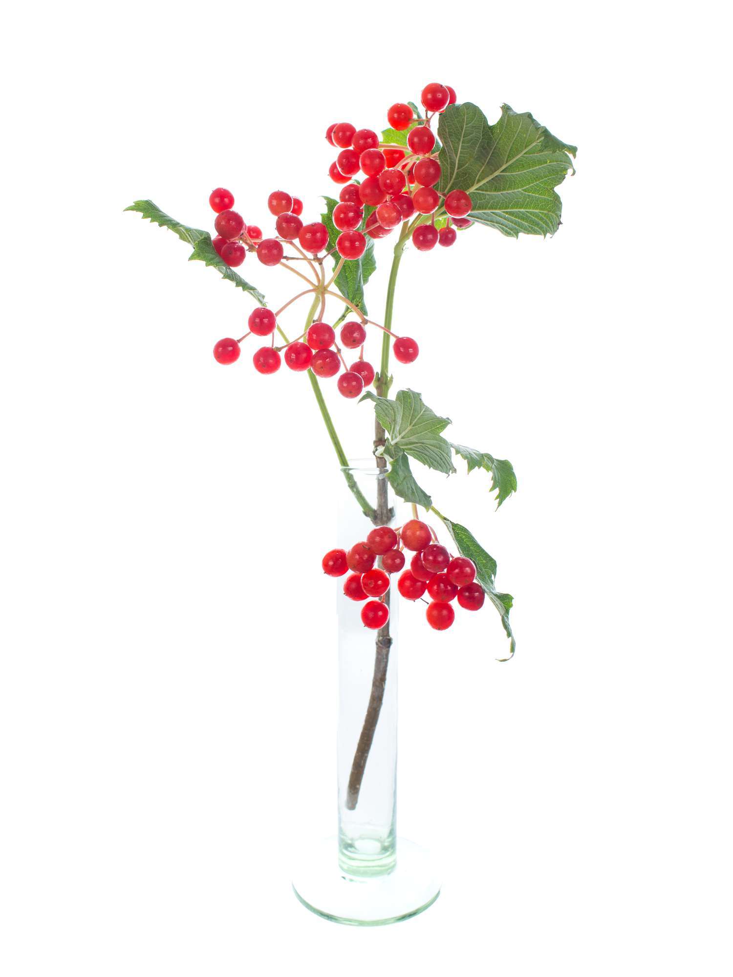 blumigo-zwergschneeball-compactum-roter-beerenzweig image 3