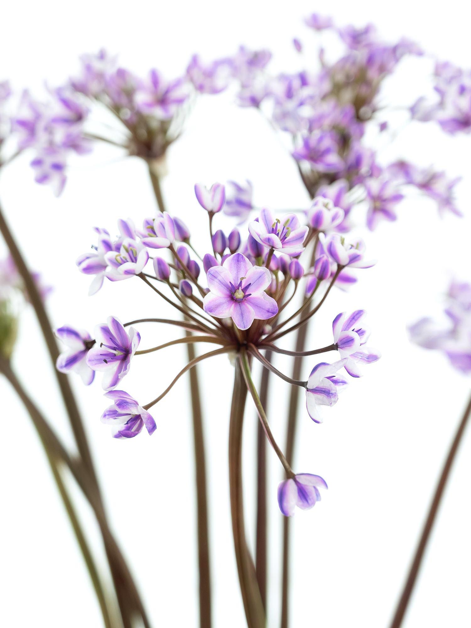 blumigo-fr-hlingsknollen-allium-neopolitanum-lila-wei image 1