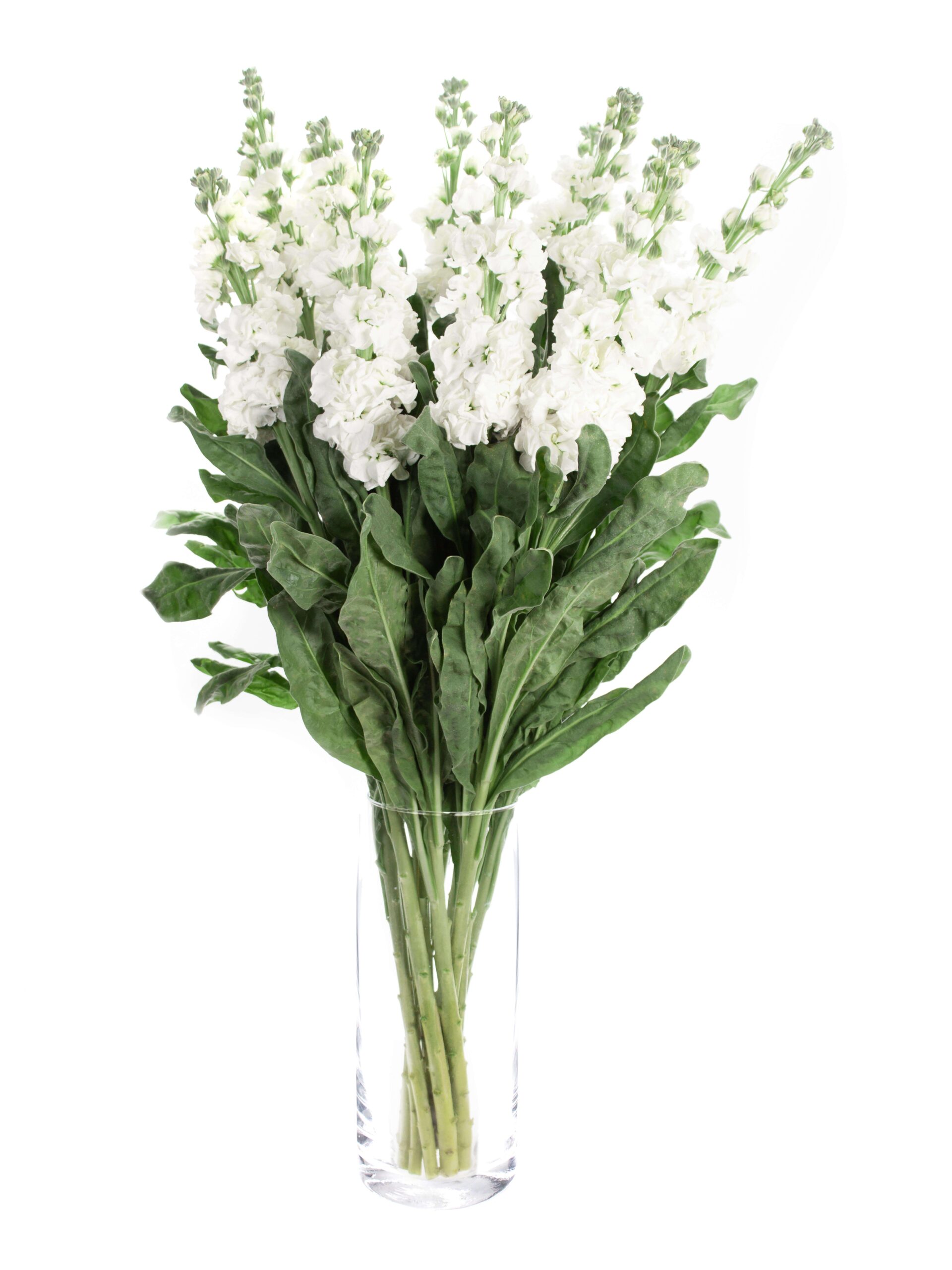 blumigo-levkojen-xl-wei-e-schnittblumen-frisch-duftend image 2