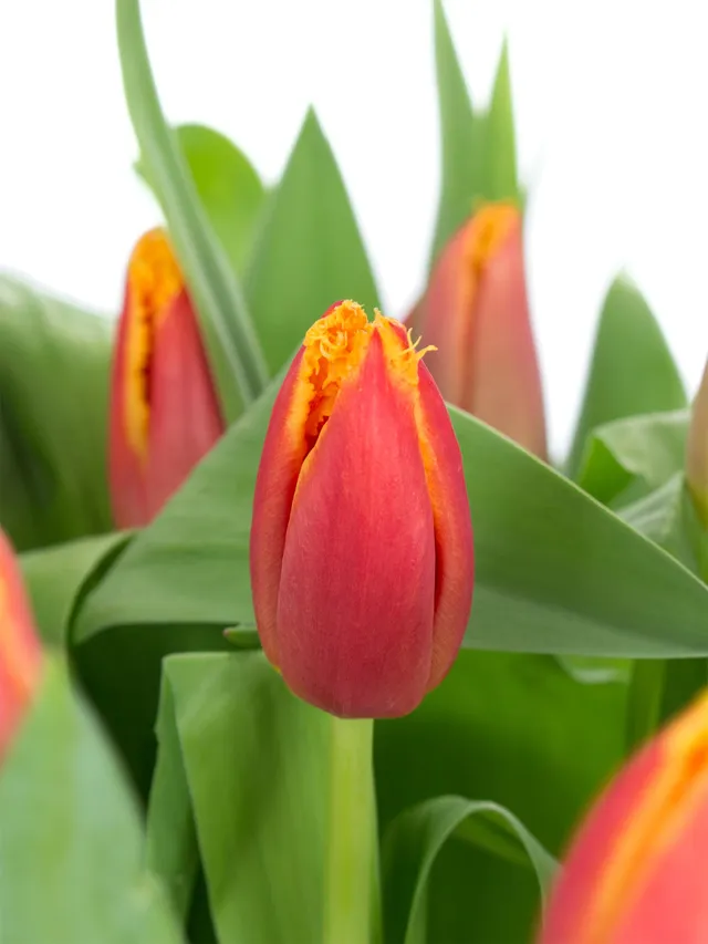 blumigo-tulpen-fabio-gefranste-tulpe-rot-gelb image 1