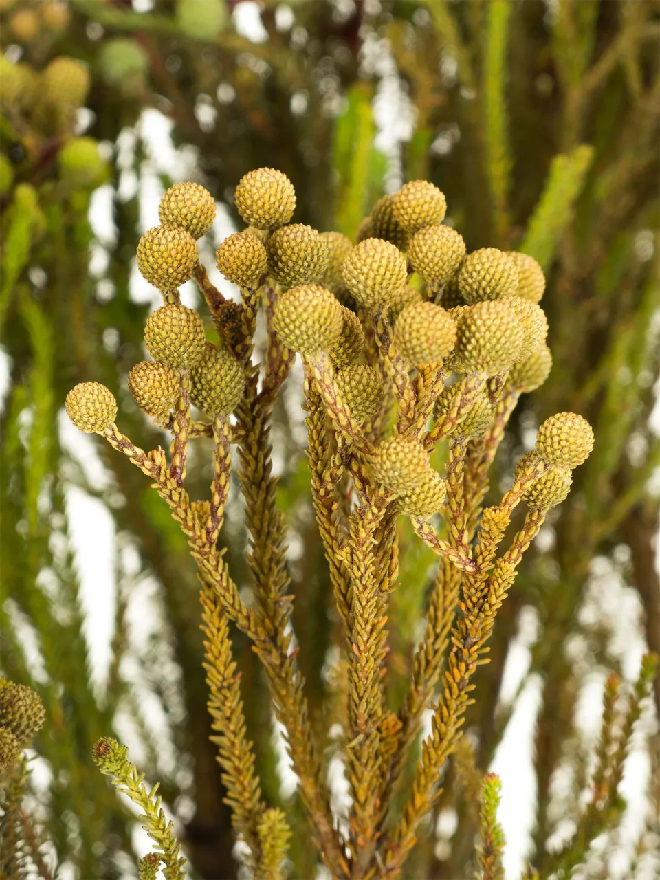 blumigo-blattwerk-berzelia-abrotanoides-schnittgr-n-graugr-n-bund image 1