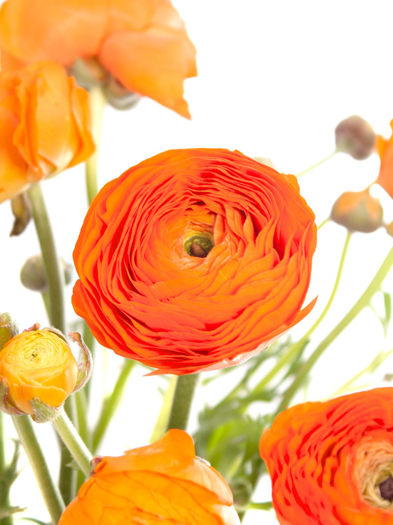 blumigo-ranunkeln-xl-cloni-lambada-orange-schnittblumen-1-stiel image 1