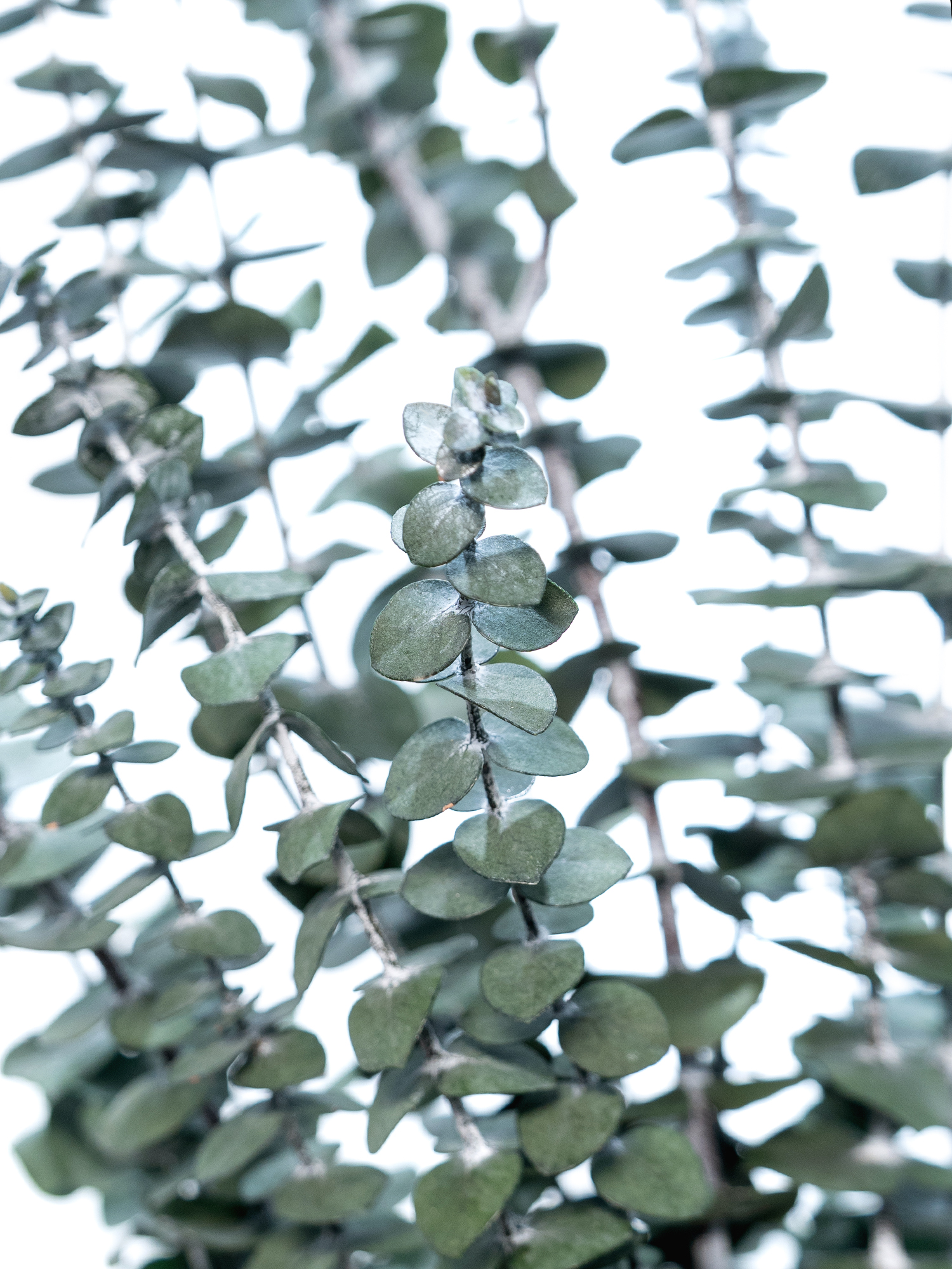 blumigo-trockenblumen-eukalyptus-baby-blue-trockenstrau-gr-n image 1