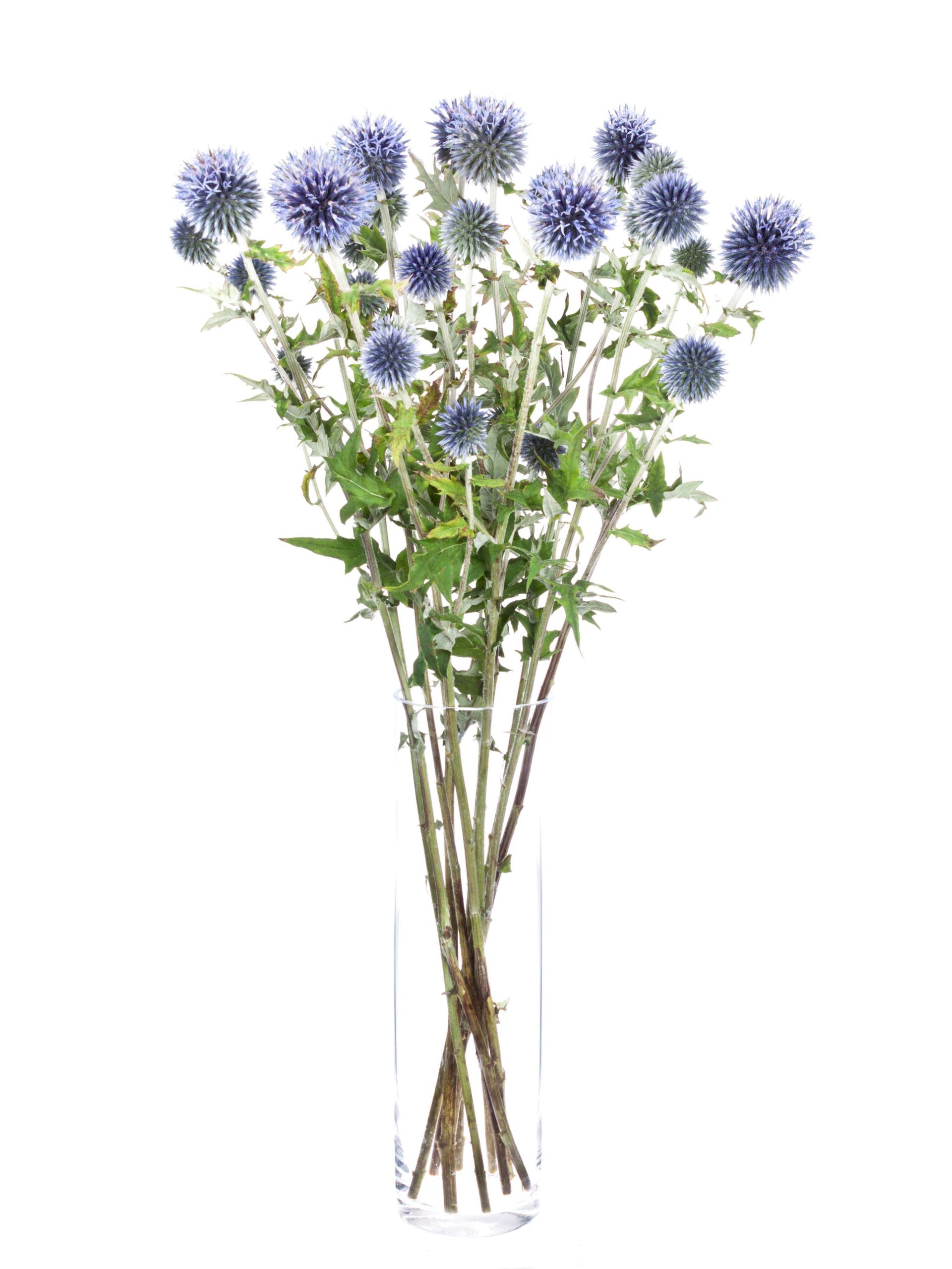blumigo-echinops-kugeldisteln-schnittblume-blau image 2