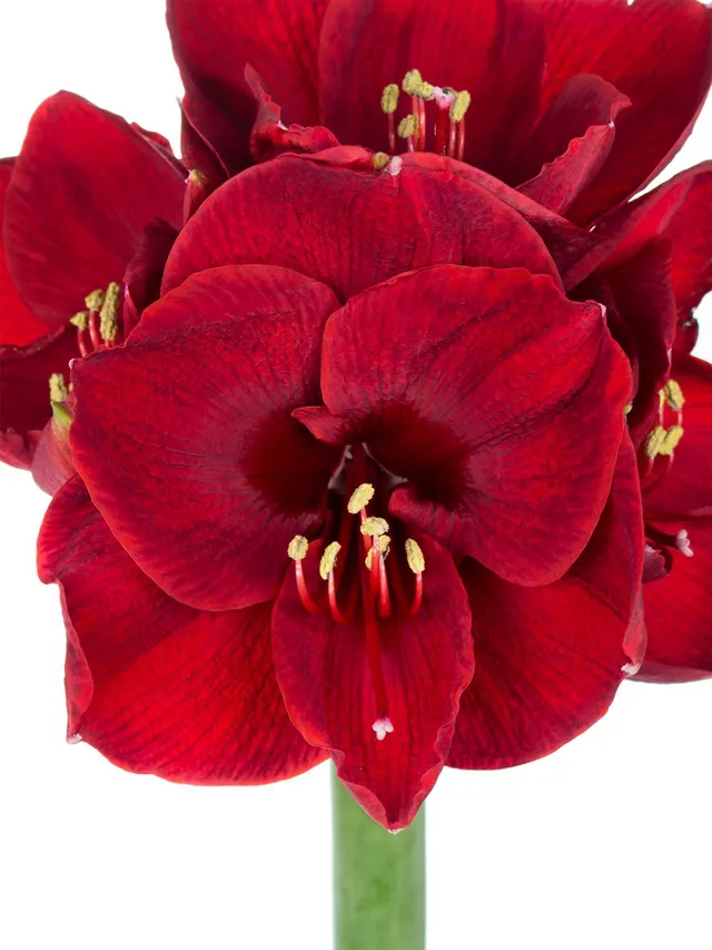 blumigo-amaryllis-liberty-schnittblume-dunkelrot-st-ck-winter image 1