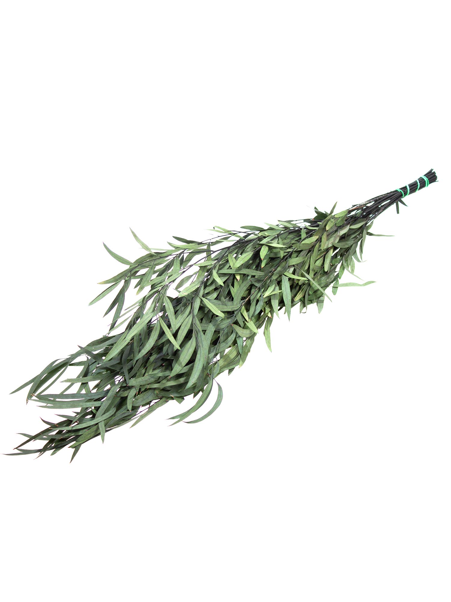 blumigo-trockenblumen-eukalyptus-nicoli-konserviert-gr-n image 4