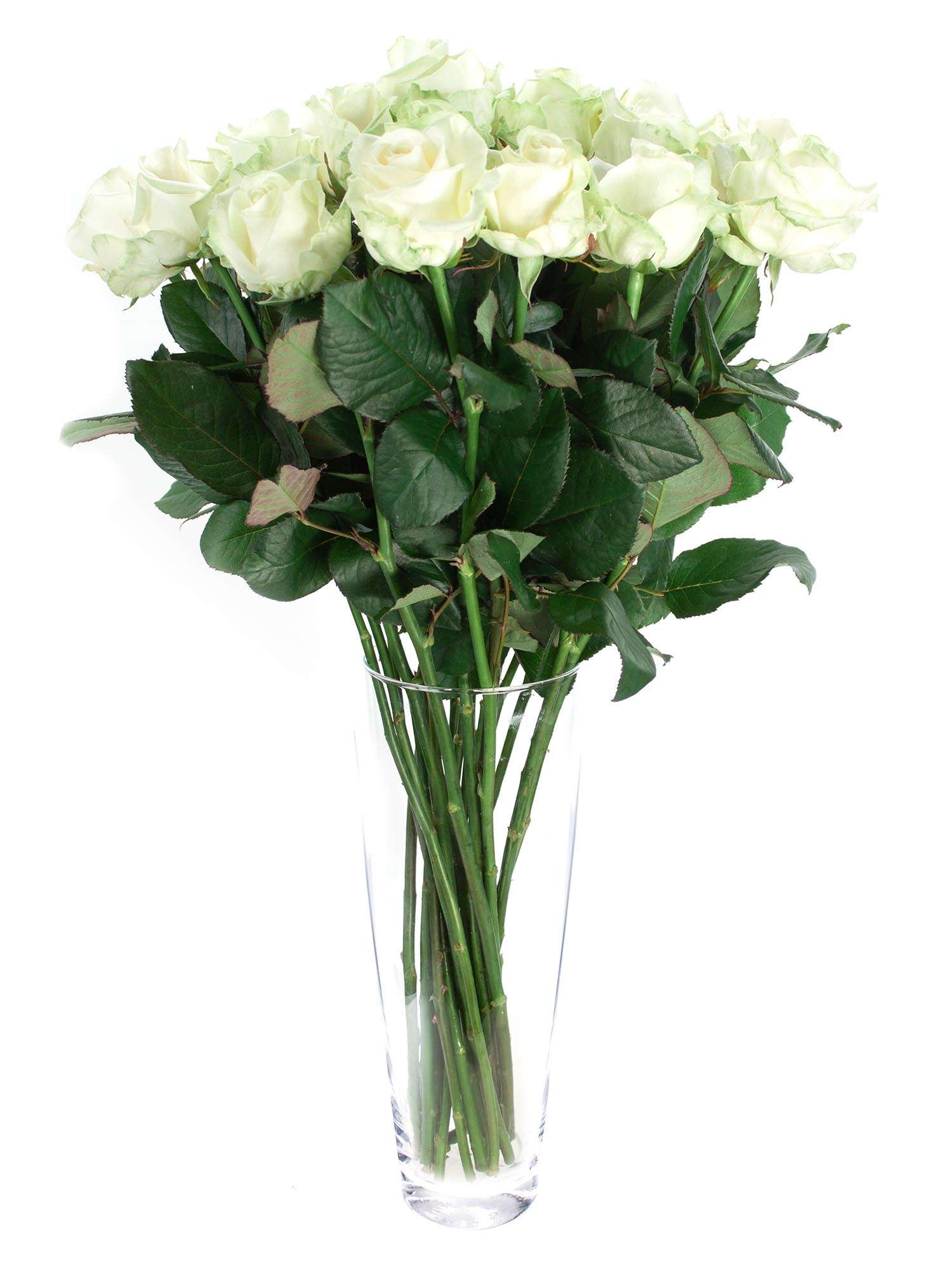blumigo-rosen-avalanche-schnittrose-wei-gro-bl-tig image 2