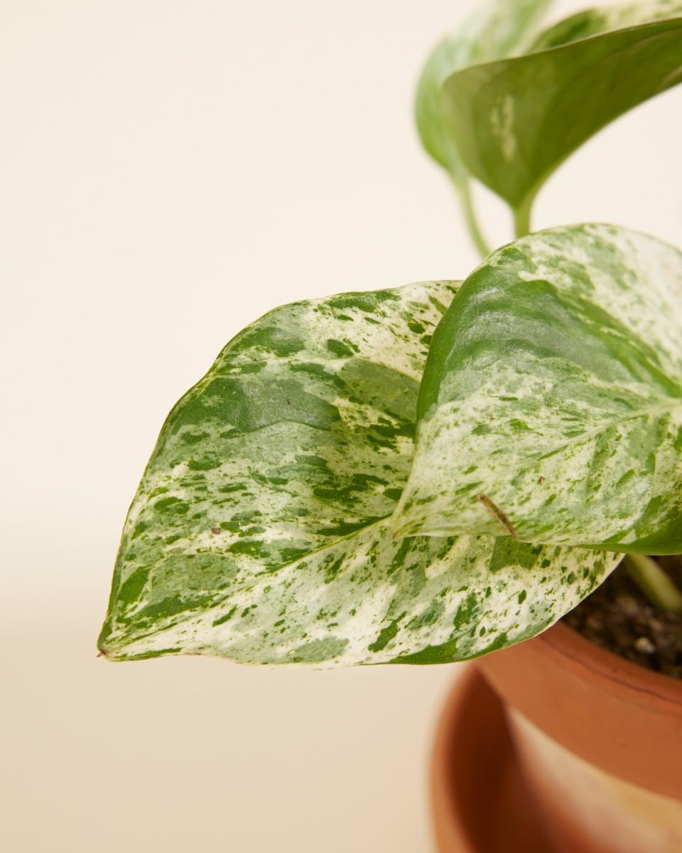 plnts-babyplnts-epipremnum-marble-queen-efeutute-6-cm-topf image 3