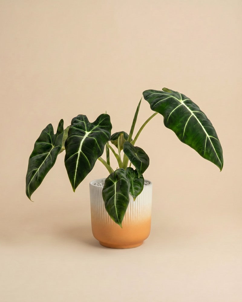 feey-variado-alocasia-frydek-zimmerpflanze-ohne-bertopf-samtig image 7