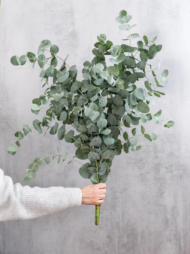 blumigo-eukalyptus-cinerea-bund-silber-gr-n-frisch image 1
