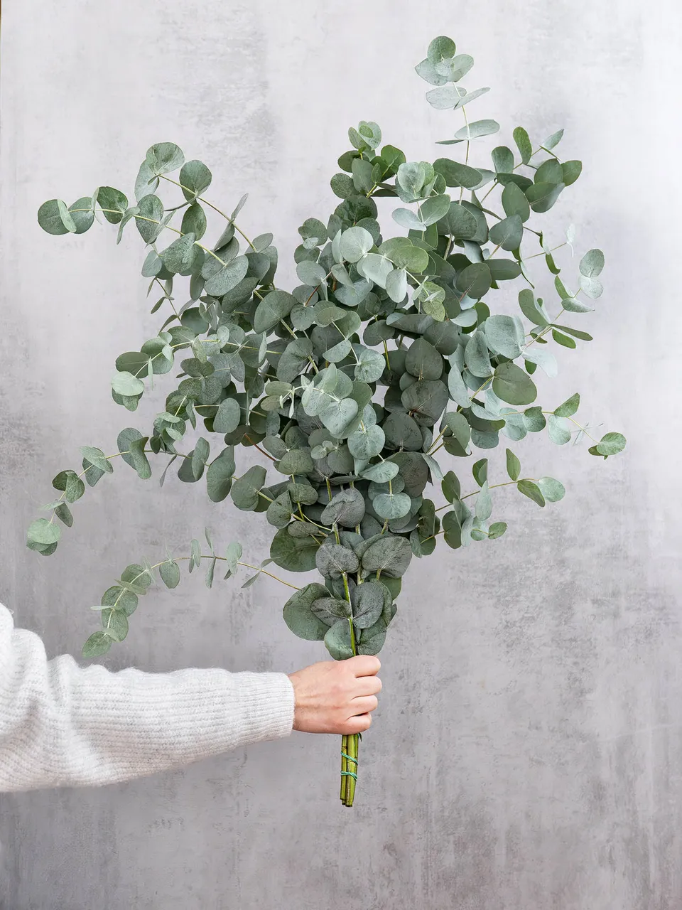blumigo-eukalyptus-cinerea-bund-silber-gr-n-frisch image 1