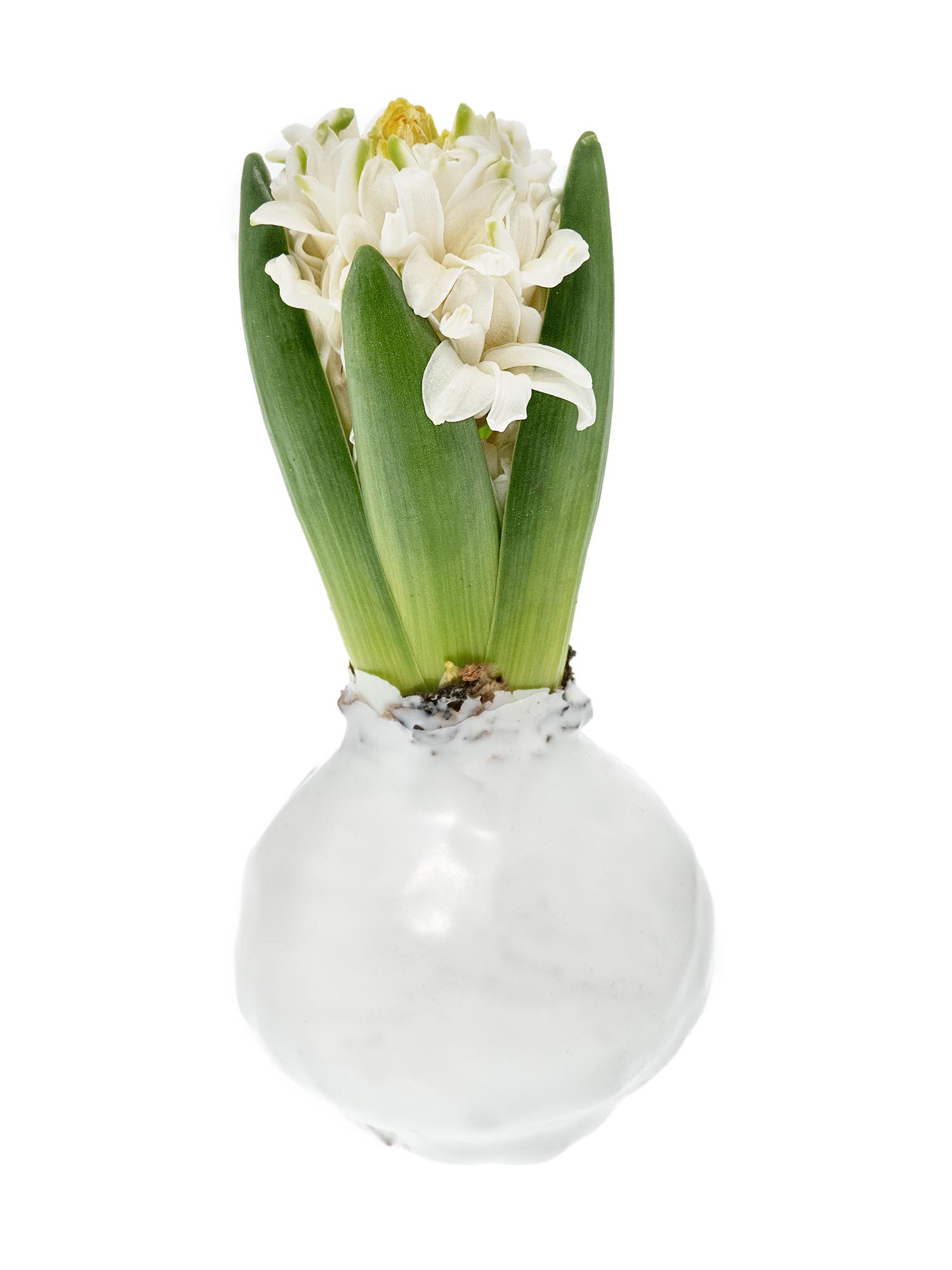 blumigo-fr-hlingsknollen-gewachste-hyazinthe-wei-duftend image 6