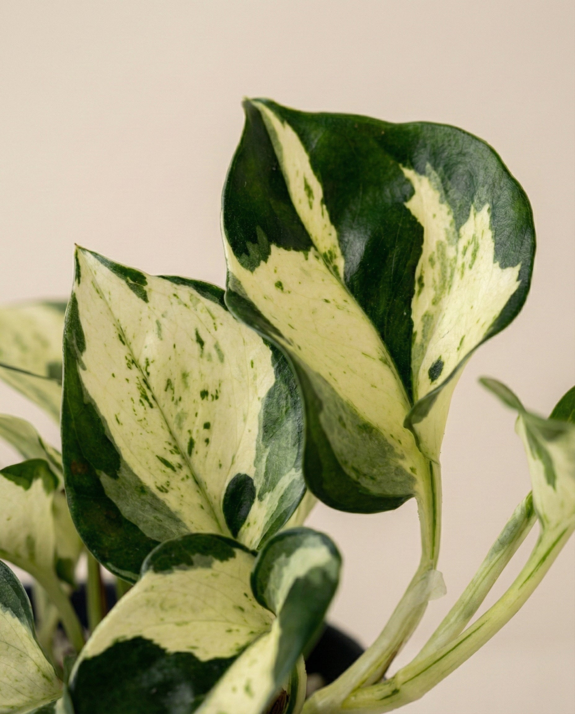 feey-happy-leaf-efeutute-zimmerpflanze-ohne-bertopf-pflegeleicht image 7