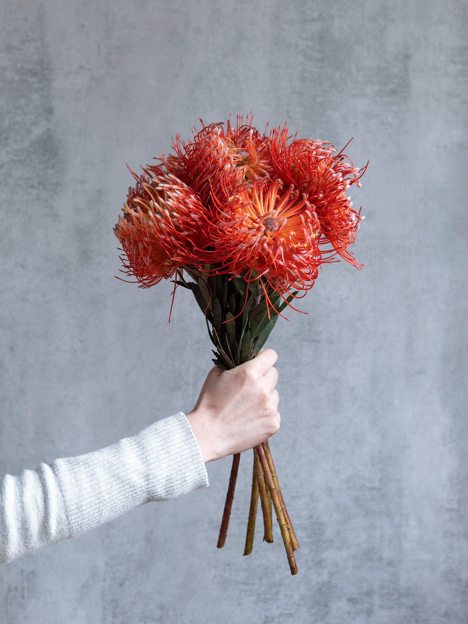 blumigo-nadelkissen-protea-succession-orange-rot-stiel image 4