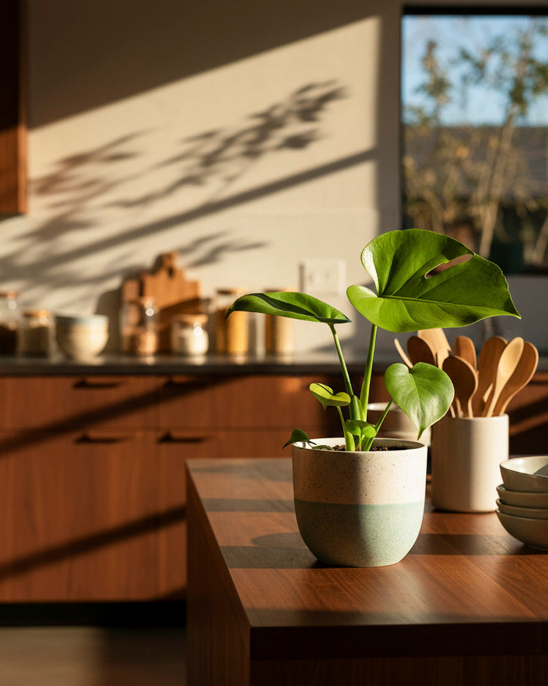 feey-monstera-cheesy-zimmerpflanze-ohne-bertopf-rarit-t image 4