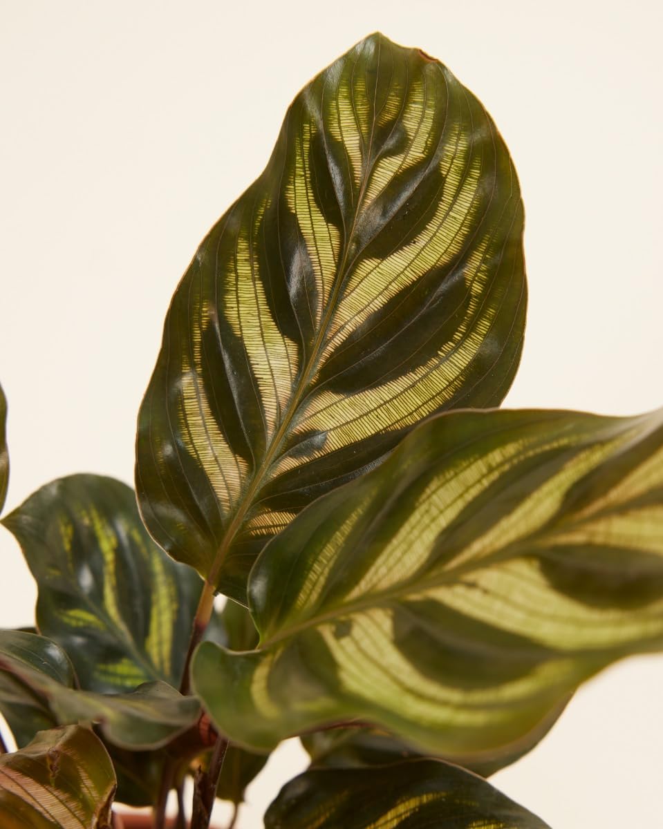 plnts-babyplnts-baby-calathea-makoyana-mini-10cm-haustierfreundlich image 4