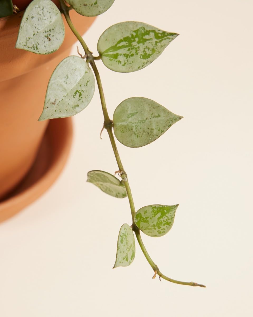 plnts-rareplnts-hoya-kroniana-eskimo-wachsblume-12cm-30cm image 4