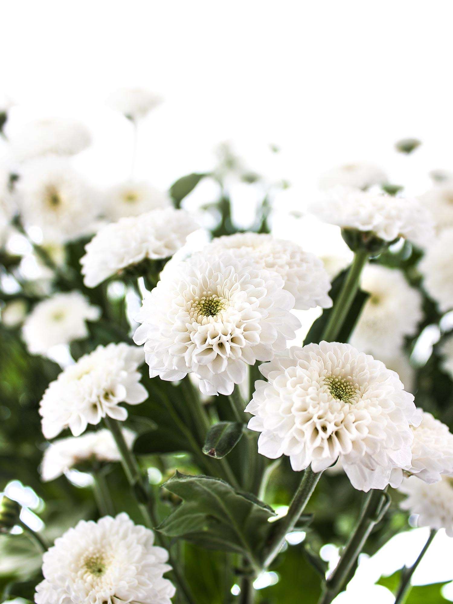 blumigo-chrysanthemen-coconut-verzweigt-wei-e-schnittblume image 1