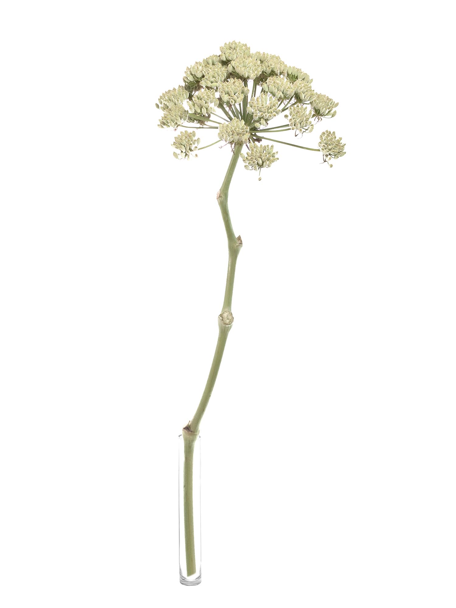 blumigo-blattwerk-und-bindegr-n-riesenfenchel-white-xl-wei-creme image 3
