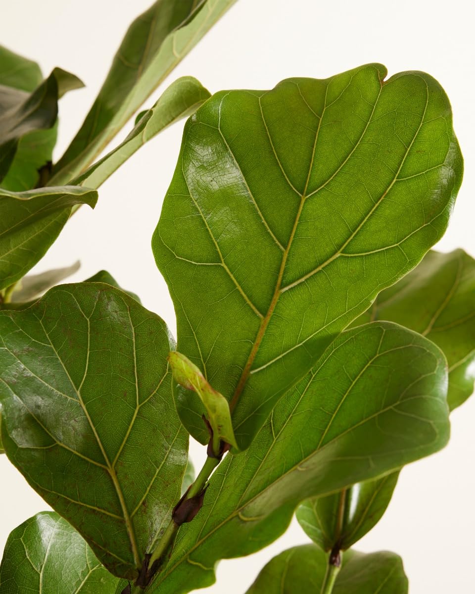 plnts-rareplnts-ficus-lyrata-branched-zimmerbaum-100-cm image 3