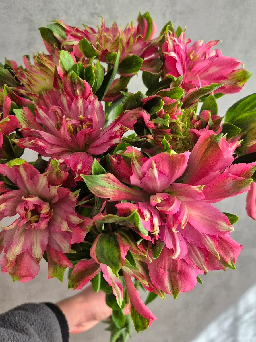 blumigo-blattwerk-sofiena-alstromerien-pink-inkalilien image 1
