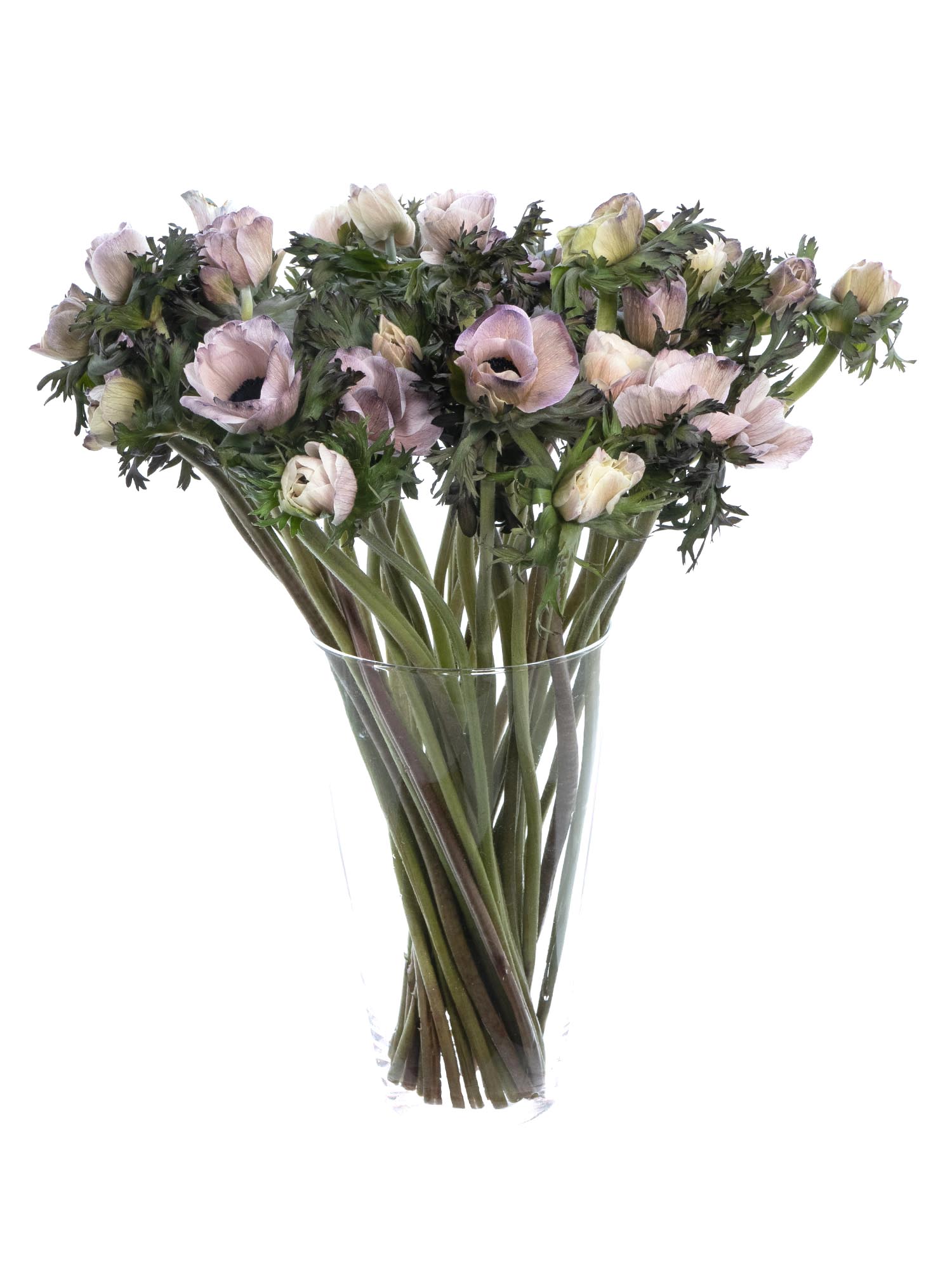 blumigo-anemonen-mistral-brownies-xl-schnittblumen-creme-grau image 2