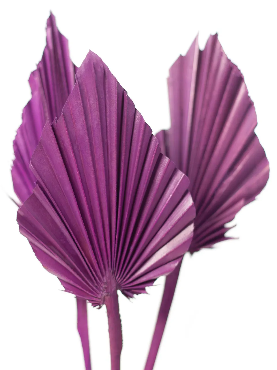 blumigo-trockenblumen-palm-spear-deko-violett-gef-rbt image 1