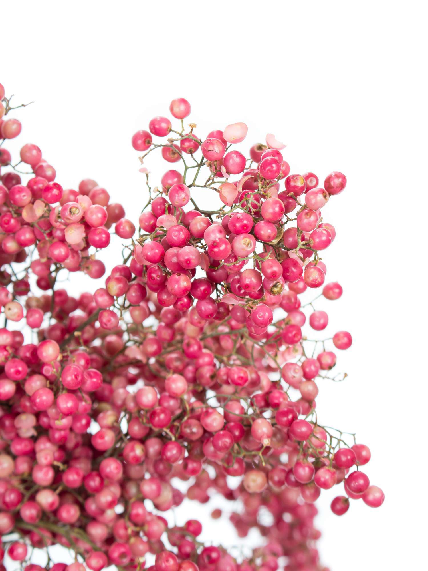 blumigo-trockenblumen-pfefferbeeren-rosa-bund image 1