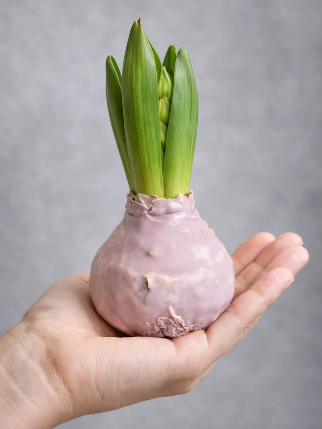 blumigo-gewachste-hyazinthenknolle-taupe-fr-hlingsknolle image 1