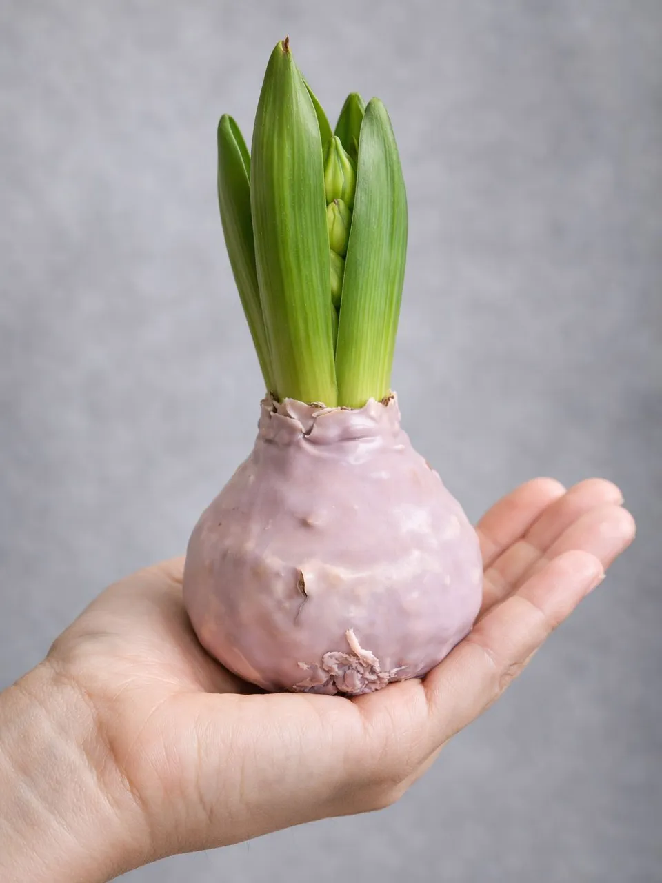 blumigo-gewachste-hyazinthenknolle-taupe-fr-hlingsknolle image 1