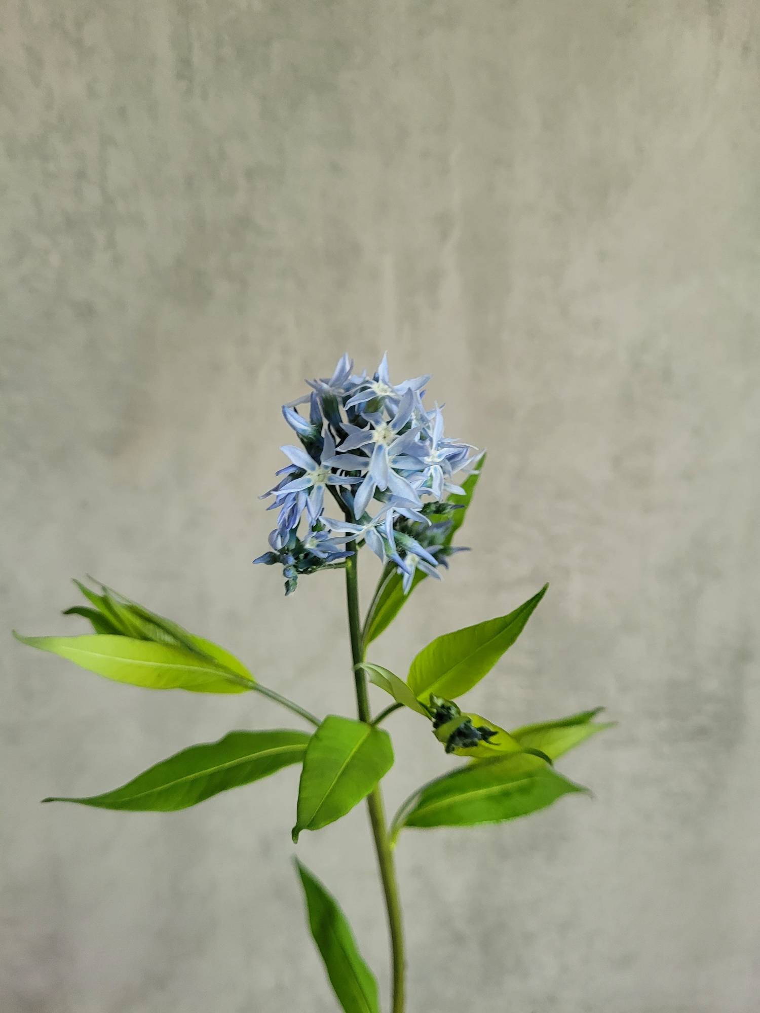 blumigo-blattwerk-blausternbusch-amsonia-night-sky-bindegr-n-blau image 3