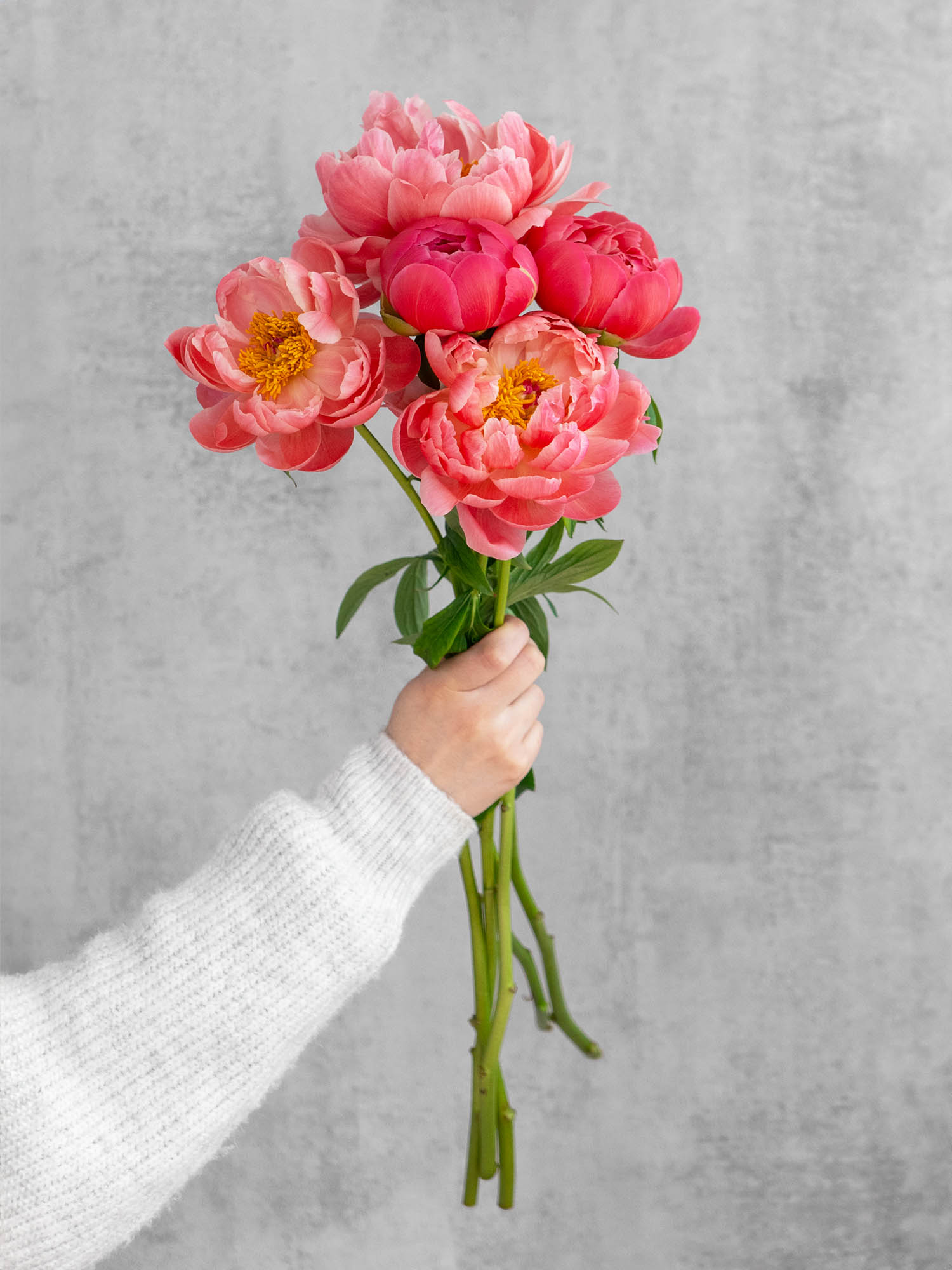 blumigo-pfingstrosen-coral-sunset-schnittblume-pink-creme image 5