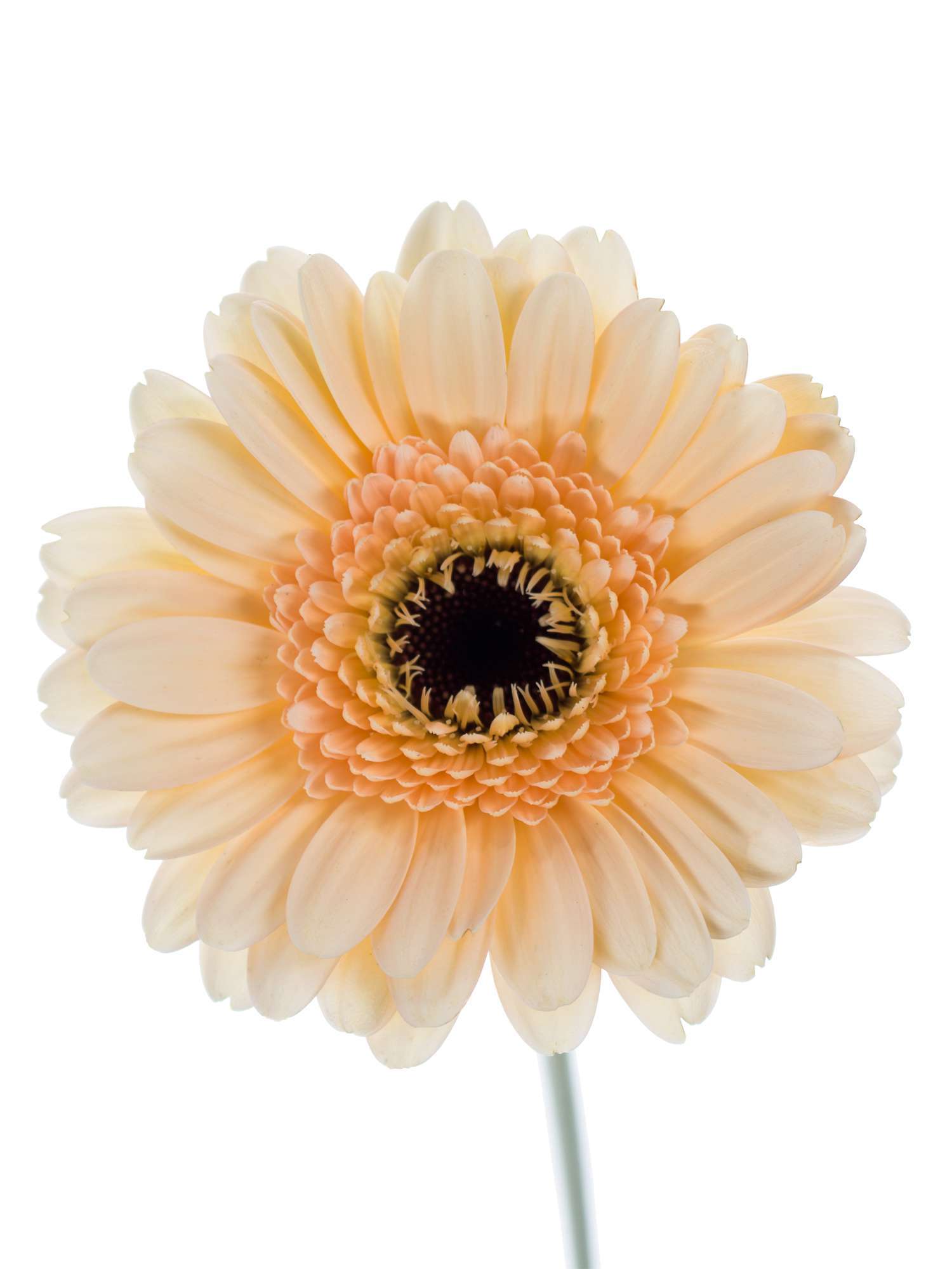 blumigo-gerbera-mini-cafe-creme-apricot-blume image 2