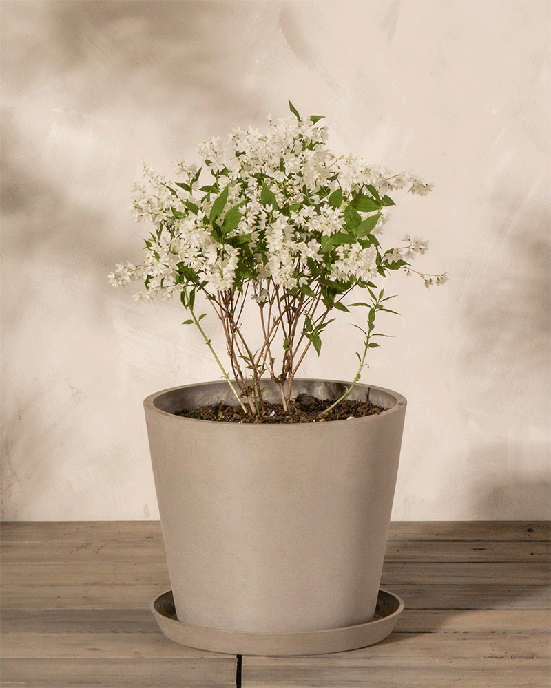 feey-amsterdam-deutzia-gracilis-bl-tenstrauch-ohne-topf image 6
