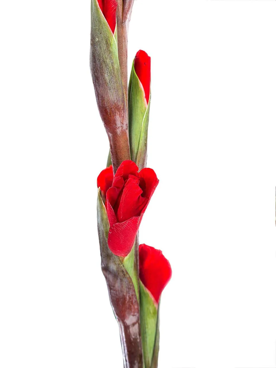 blumigo-red-balance-gladiolen-rot-schnittblumen image 1
