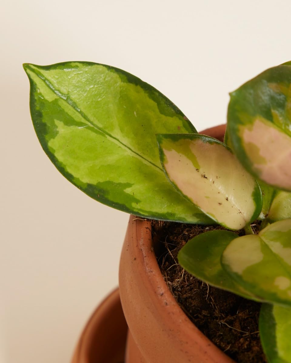 plnts-babyplnts-hoya-australis-lisa-wachsblume-6cm-topf image 4