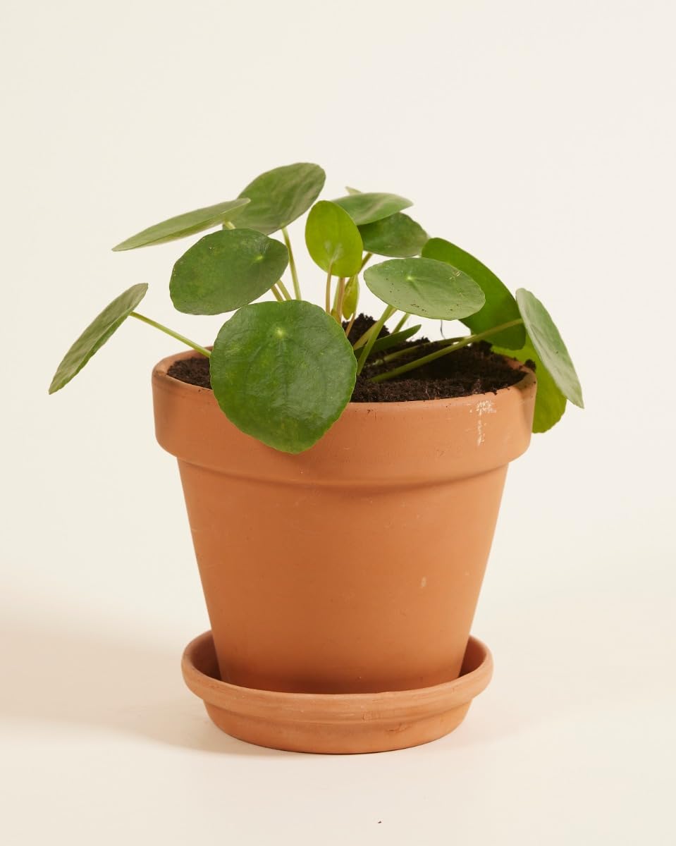 plnts-pilea-peperomioides-ufopflanze-20-cm-im-12-cm-topf image 3